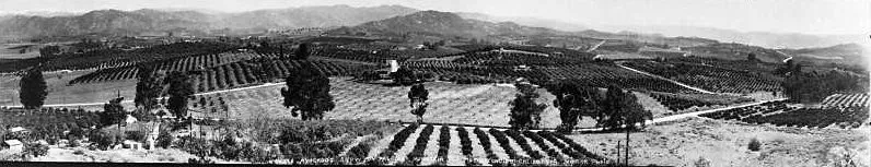Historic panoramic photograph of groves and cultivated rows across the Escondido valley floor.